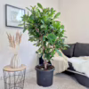 Fikus (Ficus ‘Cyathistipula’) 160-170cm