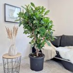 Fikus (Ficus 'Cyathistipula') 165cm