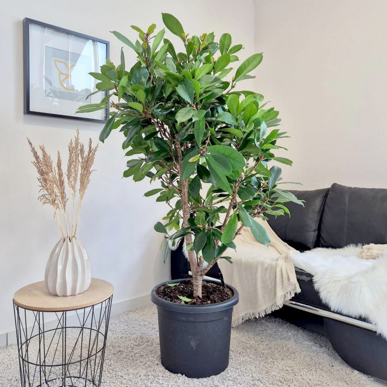 Fikus (Ficus 'Cyathistipula') 165cm