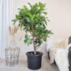 Fikus (Ficus ‘Cyathistipula’) 160-170cm