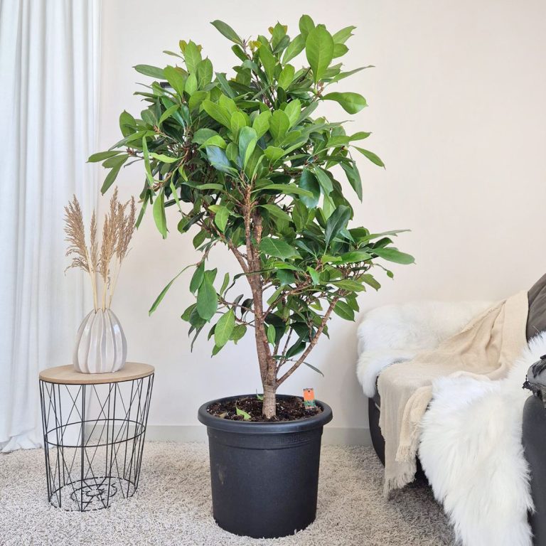 Fikus (Ficus 'Cyathistipula') 165cm