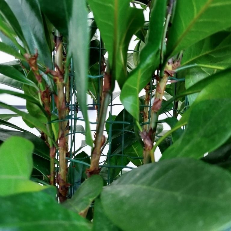 Fikus (Ficus 'Cyathistipula') 200cm