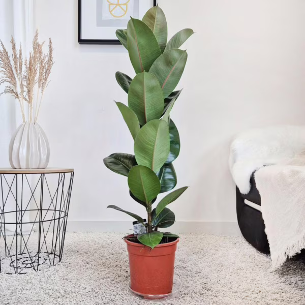 Fikus sprężysty (Ficus elastica 'Robusta') 100-110cm
