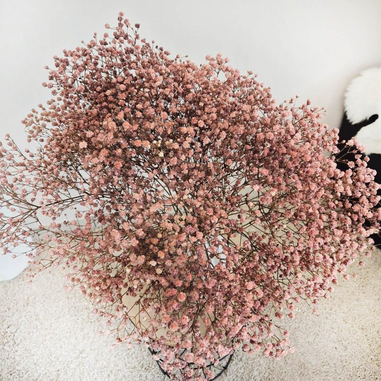 Gipsówka stabilizowana wiecznie żywa brązowa duży bukiet