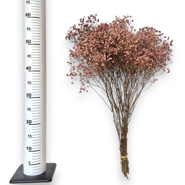 Gipsówka stabilizowana wiecznie żywa brązowa duży bukiet