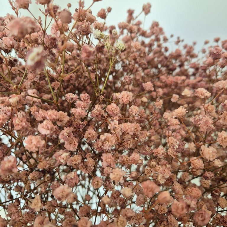 Gipsówka stabilizowana wiecznie żywa brązowa duży bukiet