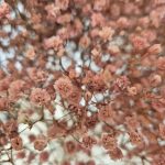 Gipsówka stabilizowana wiecznie żywa brązowa duży bukiet