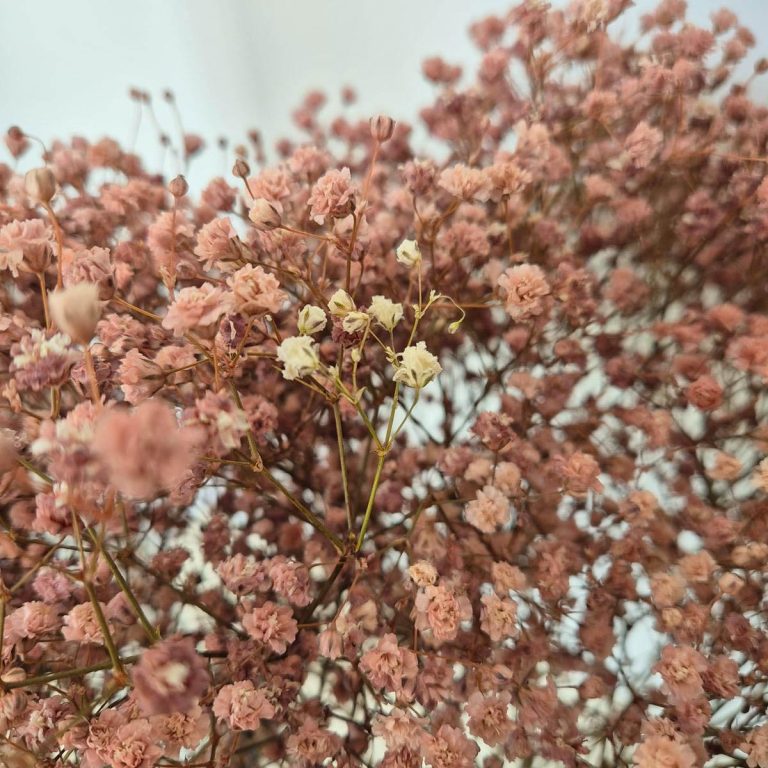 Gipsówka stabilizowana wiecznie żywa brązowa duży bukiet