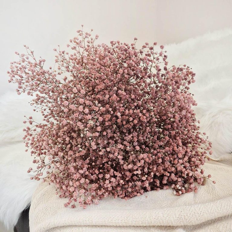 Gipsówka stabilizowana wiecznie żywa brązowa duży bukiet