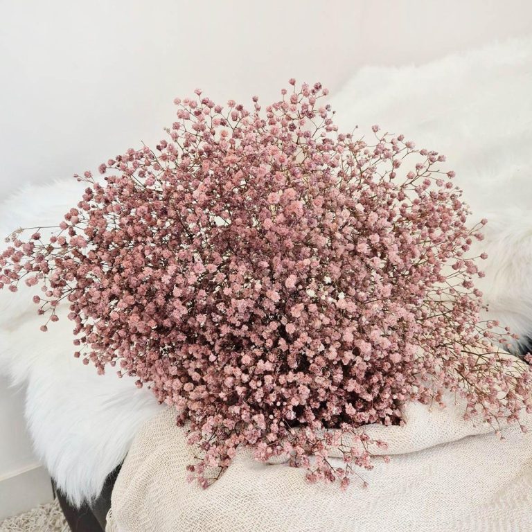 Gipsówka stabilizowana wiecznie żywa brązowa duży bukiet