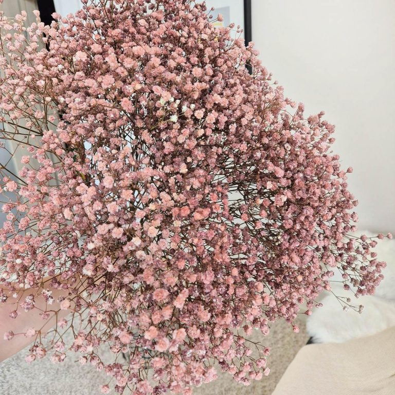 Gipsówka stabilizowana wiecznie żywa brązowa duży bukiet