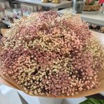 Gipsówka stabilizowana wiecznie żywa brązowa duży bukiet