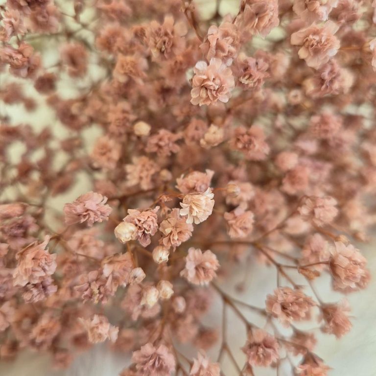 Gipsówka stabilizowana wiecznie żywa brązowa mały bukiet