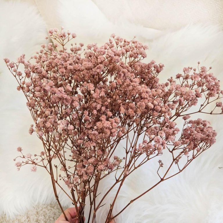 Gipsówka stabilizowana wiecznie żywa brązowa mały bukiet