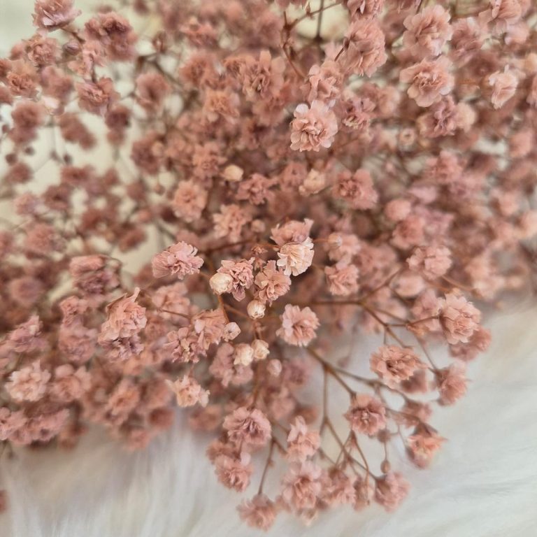 Gipsówka stabilizowana wiecznie żywa brązowa mały bukiet