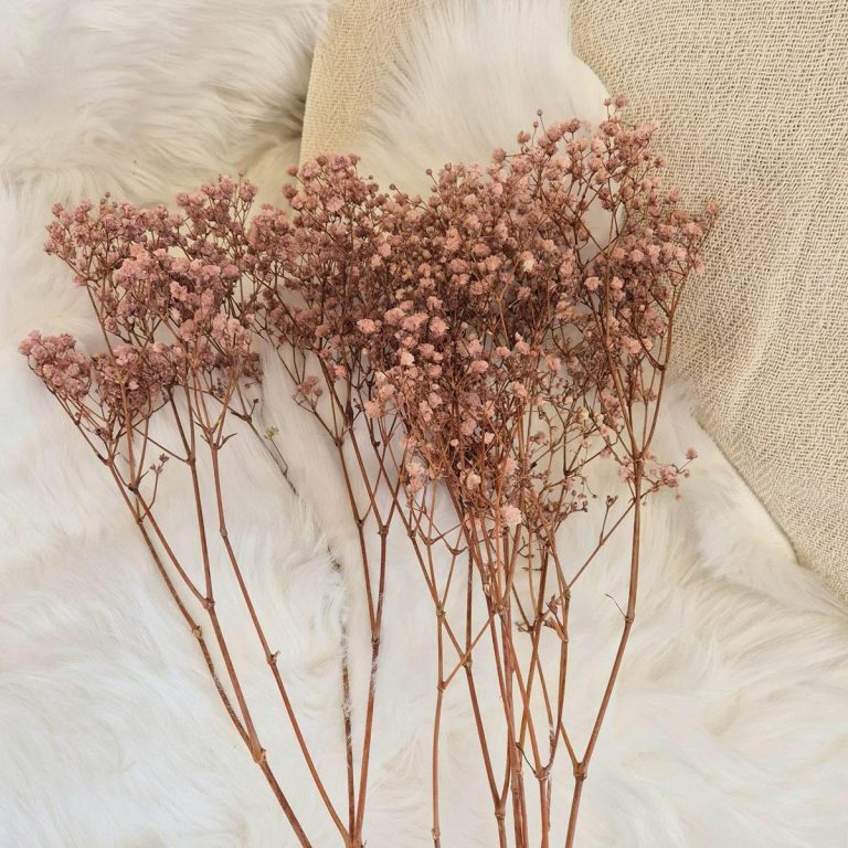 Gipsówka stabilizowana wiecznie żywa brązowa mały bukiet