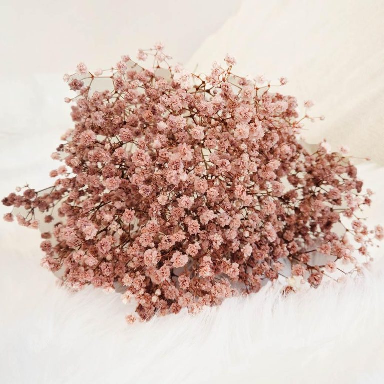 Gipsówka stabilizowana wiecznie żywa brązowa mały bukiet