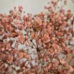 Gipsówka stabilizowana wiecznie żywa brązowa mały bukiet