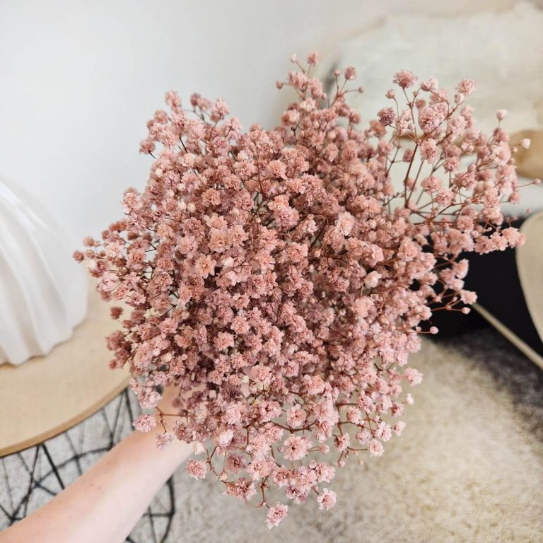 Gipsówka stabilizowana wiecznie żywa brązowa mały bukiet