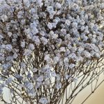 Gipsówka stabilizowana wiecznie żywa granatowa duży bukiet