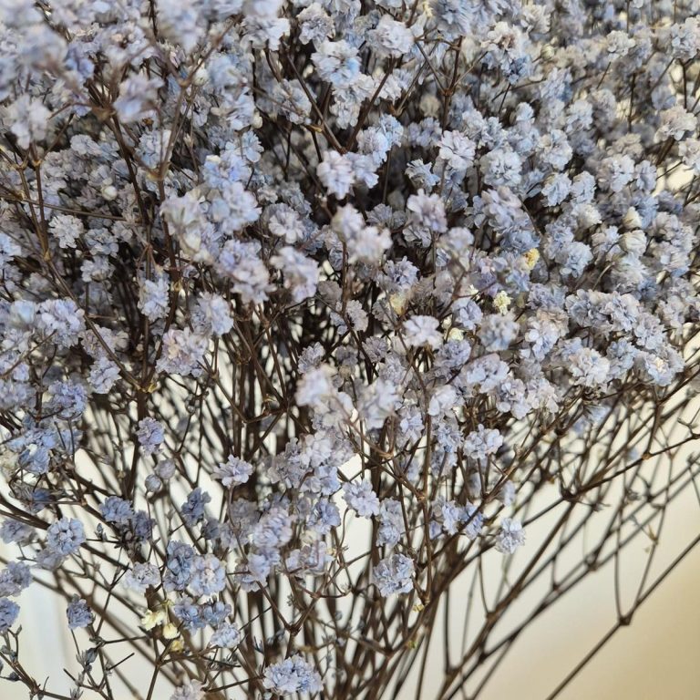 Gipsówka stabilizowana wiecznie żywa granatowa duży bukiet