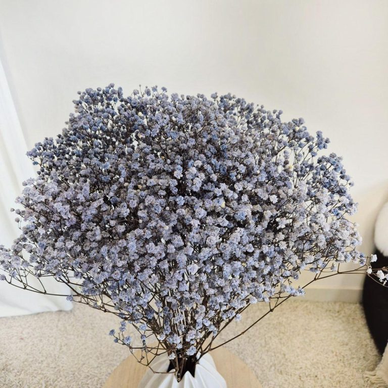 Gipsówka stabilizowana wiecznie żywa granatowa duży bukiet