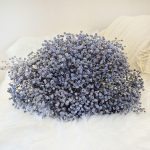 Gipsówka stabilizowana wiecznie żywa granatowa duży bukiet