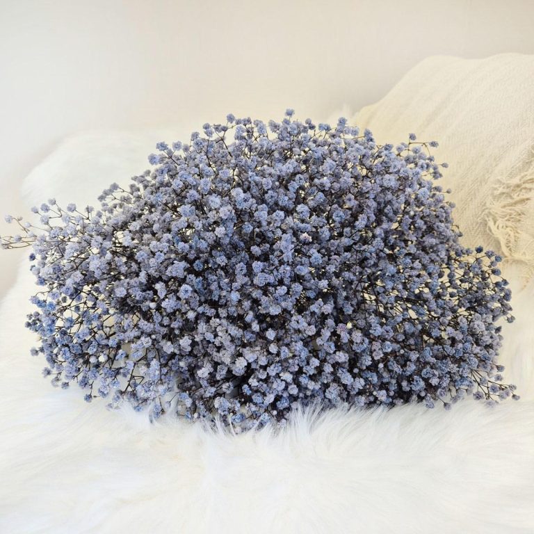 Gipsówka stabilizowana wiecznie żywa granatowa duży bukiet