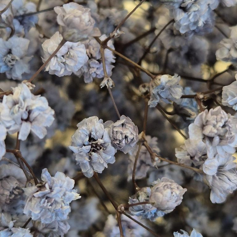 Gipsówka stabilizowana wiecznie żywa granatowa duży bukiet