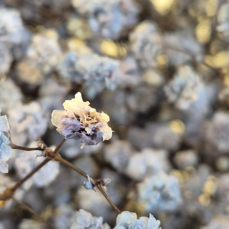 Gipsówka stabilizowana wiecznie żywa granatowa duży bukiet