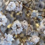 Gipsówka stabilizowana wiecznie żywa granatowa duży bukiet