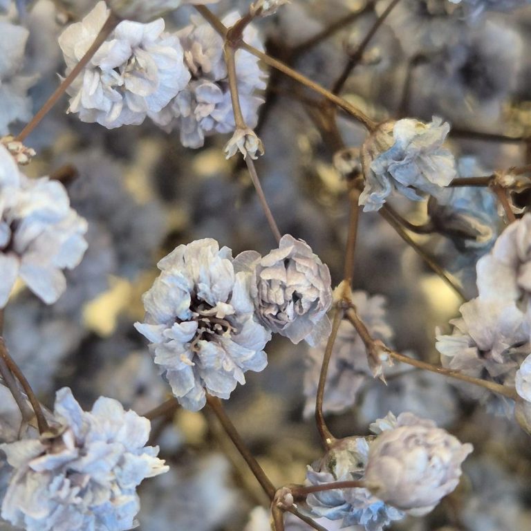 Gipsówka stabilizowana wiecznie żywa granatowa duży bukiet