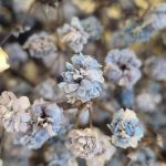 Gipsówka stabilizowana wiecznie żywa granatowa duży bukiet