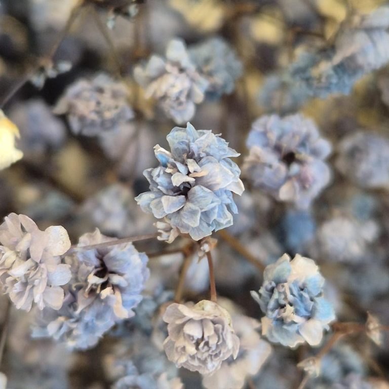 Gipsówka stabilizowana wiecznie żywa granatowa duży bukiet