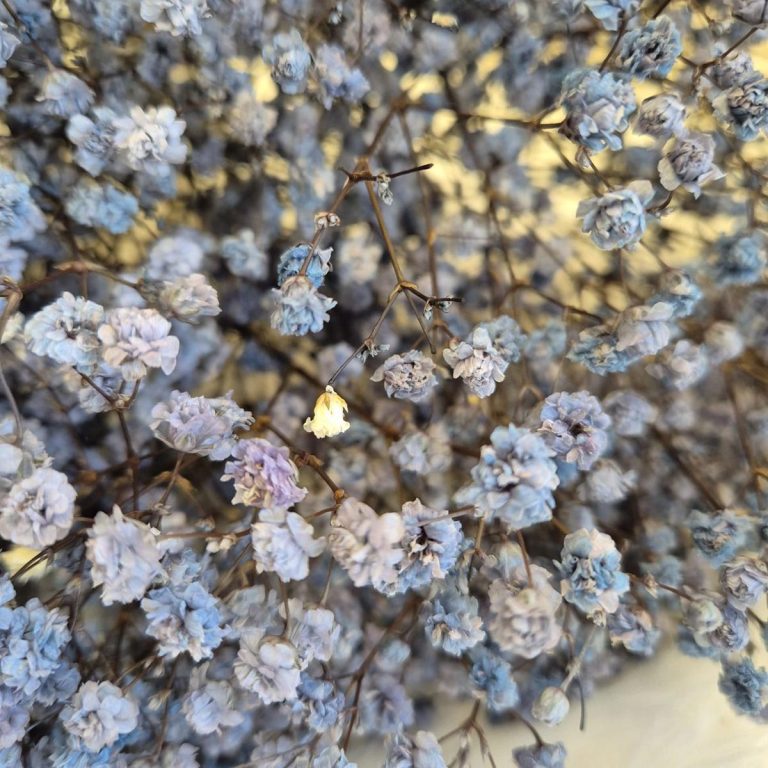 Gipsówka stabilizowana wiecznie żywa granatowa duży bukiet