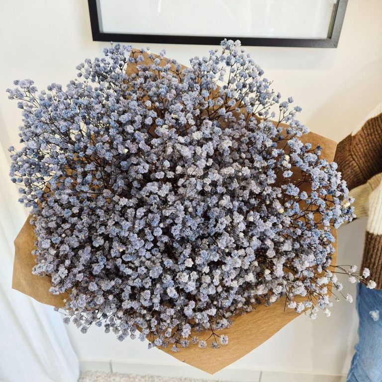 Gipsówka stabilizowana wiecznie żywa granatowa duży bukiet