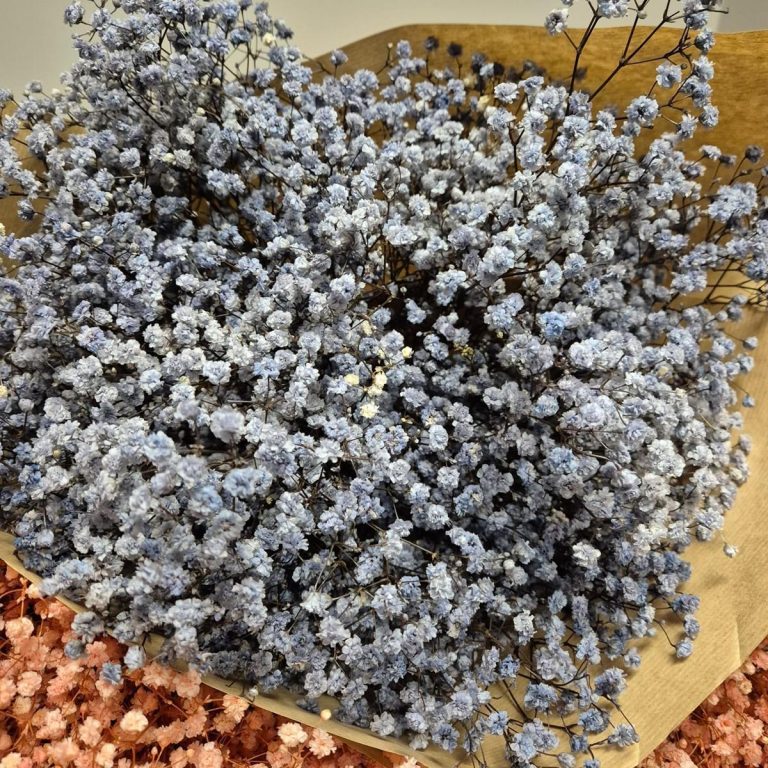 Gipsówka stabilizowana wiecznie żywa granatowa duży bukiet