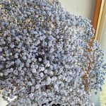 Gipsówka stabilizowana wiecznie żywa granatowa duży bukiet