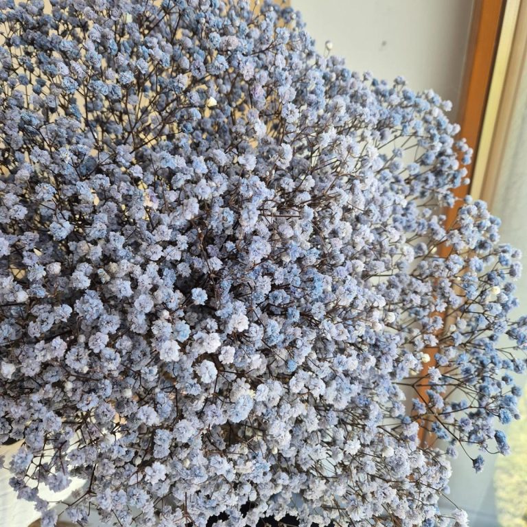 Gipsówka stabilizowana wiecznie żywa granatowa duży bukiet