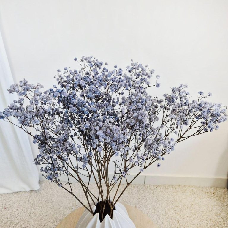 Gipsówka stabilizowana wiecznie żywa granatowa mały bukiet