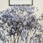 Gipsówka stabilizowana wiecznie żywa granatowa mały bukiet