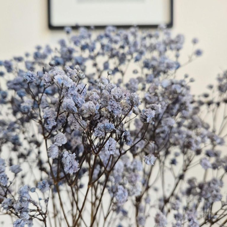 Gipsówka stabilizowana wiecznie żywa granatowa mały bukiet