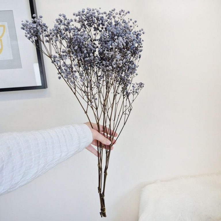 Gipsówka stabilizowana wiecznie żywa granatowa mały bukiet