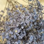 Gipsówka stabilizowana wiecznie żywa granatowa mały bukiet