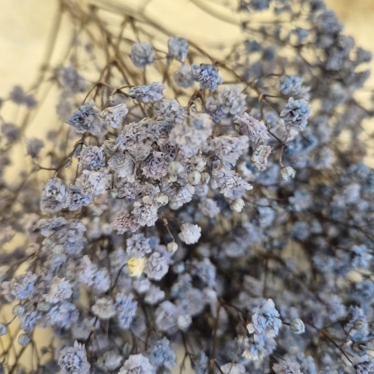 Gipsówka stabilizowana wiecznie żywa granatowa mały bukiet