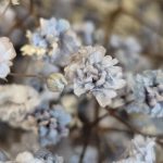 Gipsówka stabilizowana wiecznie żywa granatowa mały bukiet