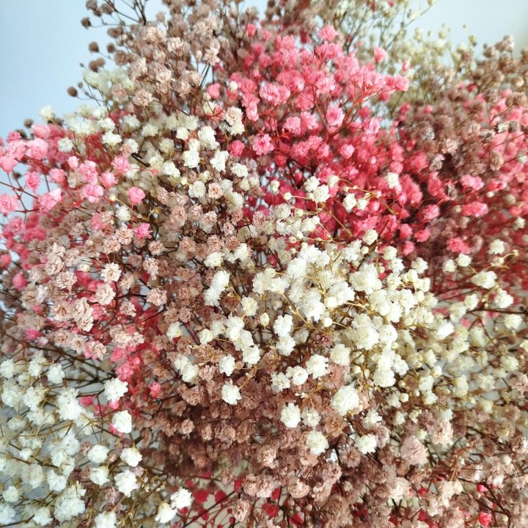 Gipsówka stabilizowana wiecznie żywa jesienny duży bukiet