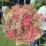 Gipsówka stabilizowana wiecznie żywa jesienny duży bukiet