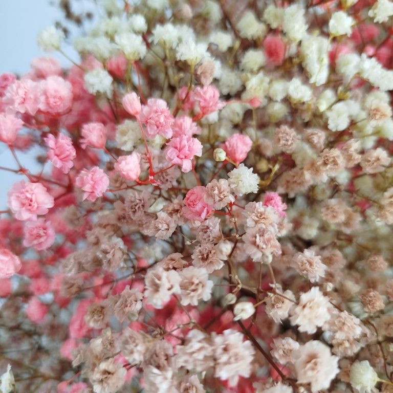 Gipsówka stabilizowana wiecznie żywa jesienny duży bukiet