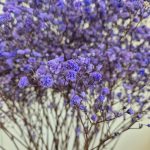 Gipsówka stabilizowana wiecznie żywa lawendowa duży bukiet